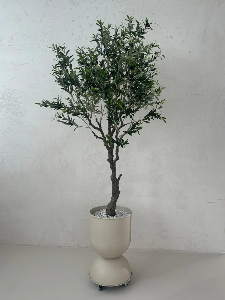 Olivenbaum – Gaia Studio